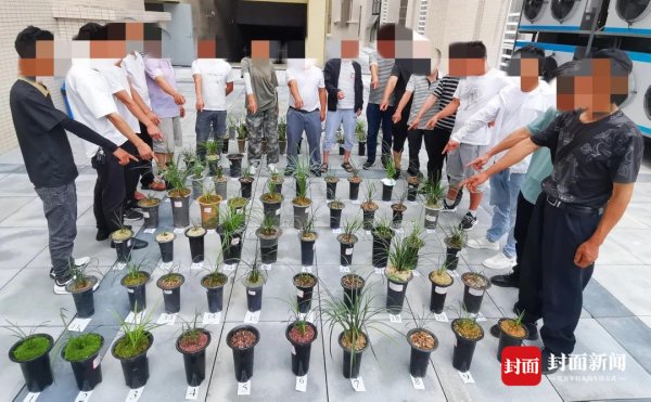 金橘策略 涉案超百万元的盗挖野生兰草案：16人获刑，3500余株兰草重回山林